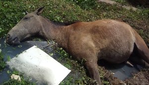Cavalo agoniza e morre / Foto: Moradora