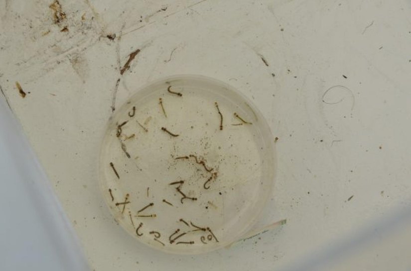 Alagoas registra queda de 65,6% nos casos de dengue nos 2 primeiros meses de 2025