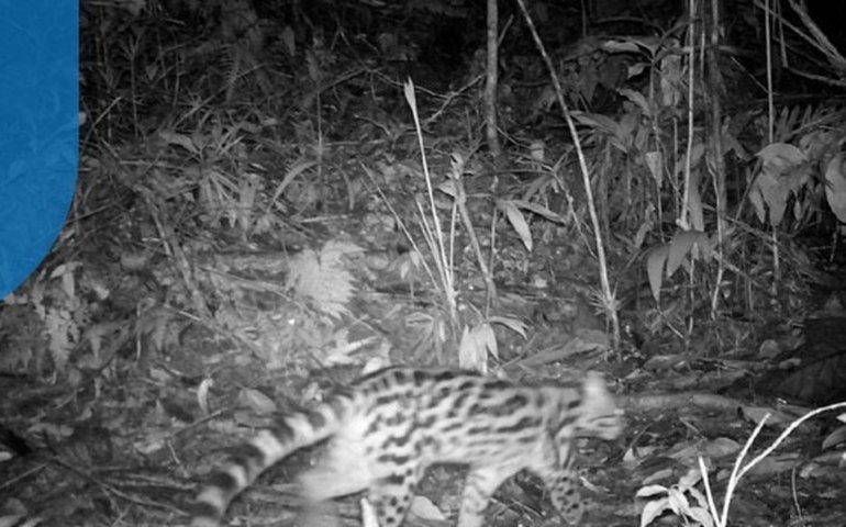 Onça-parda é flagrada por câmeras em Maricá, na Região Metropolitana do Rio