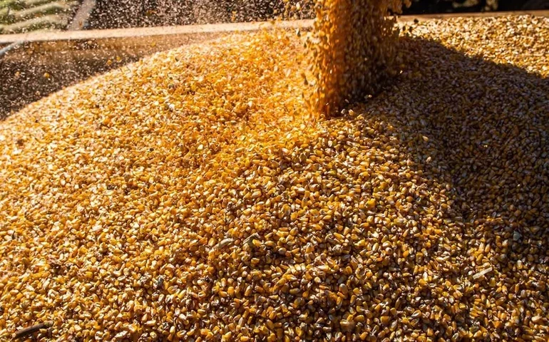 Safra 2025 será recorde para milho, soja, sorgo e algodão, aponta IBGE