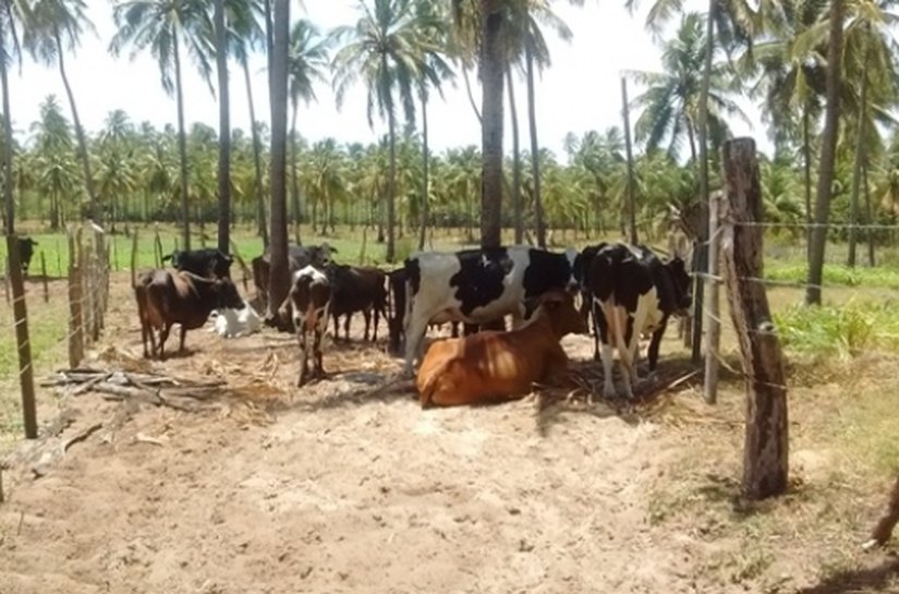 Visita técnica da Desenvolve estimula nova tomada de crédito em Piaçabuçu
