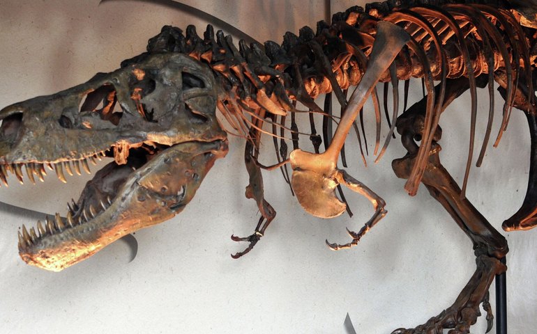 T. Rex gigante só após os 40 anos, aponta novo estudo com luz polarizada