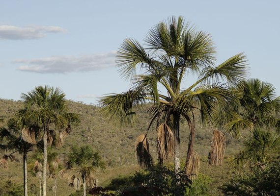 Exemplo de preservação, Quilombo Kalunga mantém nativo 83% do Cerrado