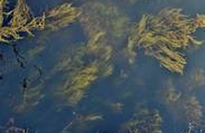 Algas marinhas impulsionam mercado de bioestimulantes na agricultura brasileira