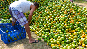 Laranjas / Foto: Reprodução: Foto -Thiago Santos
