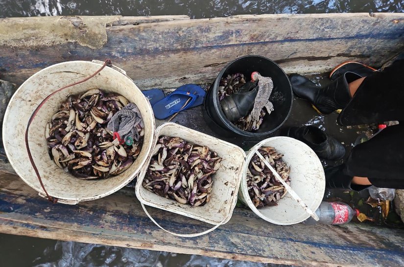 PM flagra grupo que realizava captura proibida de caranguejo-uçá