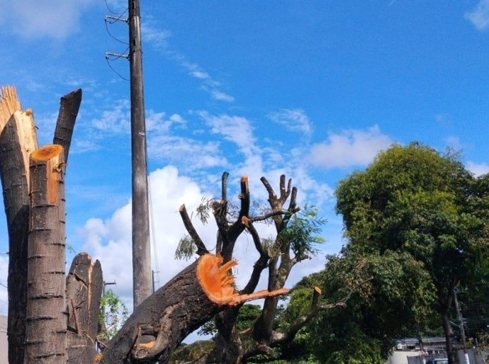 Poda e supressão de árvores sem autorização é crime ambiental, alerta Alurb