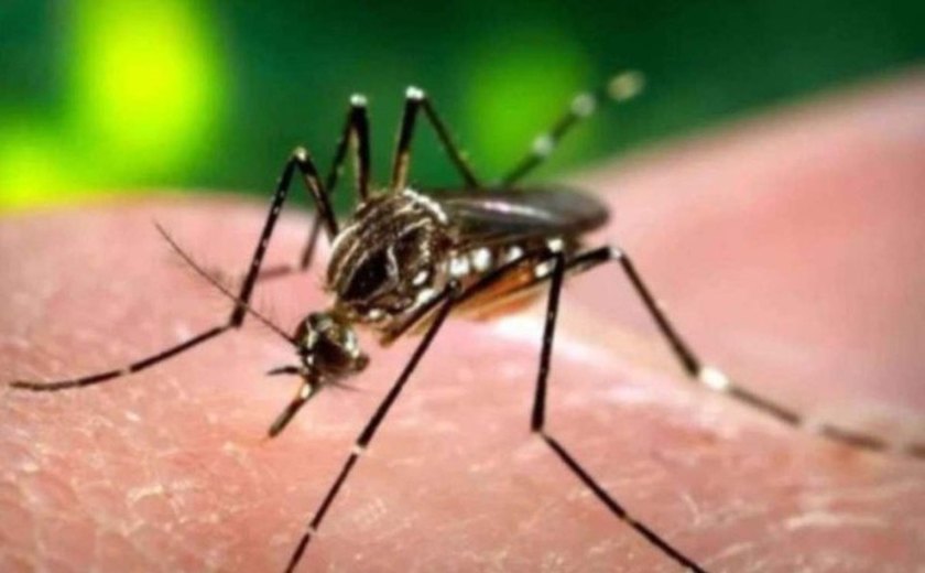 Casos de dengue no Brasil já são triplo do mesmo período do ano passado