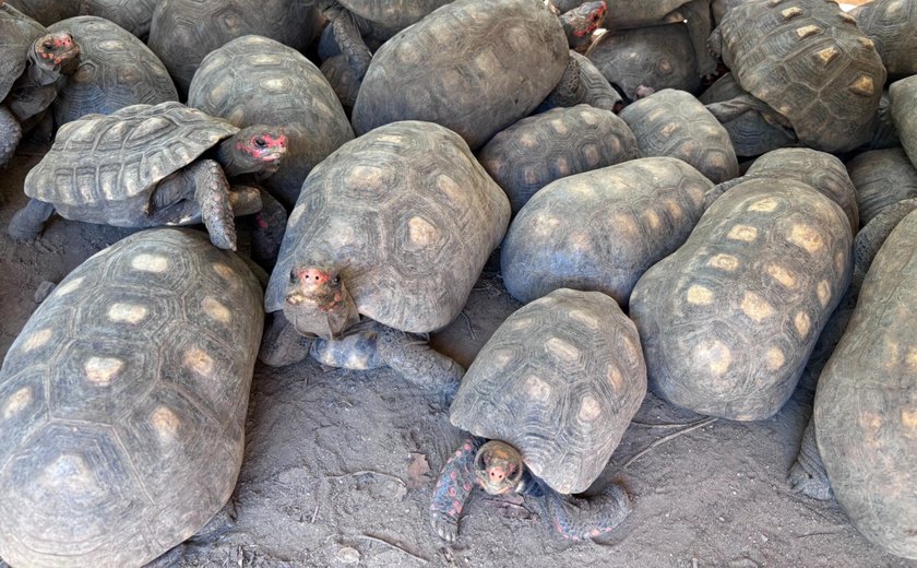 Entrega voluntária de animais silvestres é alternativa legal e responsável