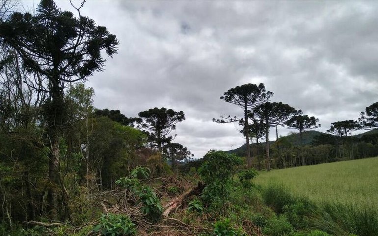 Amcham reúne R$ 38,8 bi em projetos de investimento sustentável pelo meio ambiente no Brasil