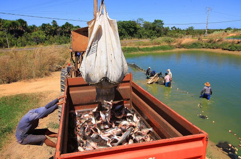 Durante sessão na ALE, projeto autoriza cultura do peixe panga em Alagoas