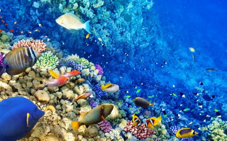 Os corais possuem uma importante função ecológica