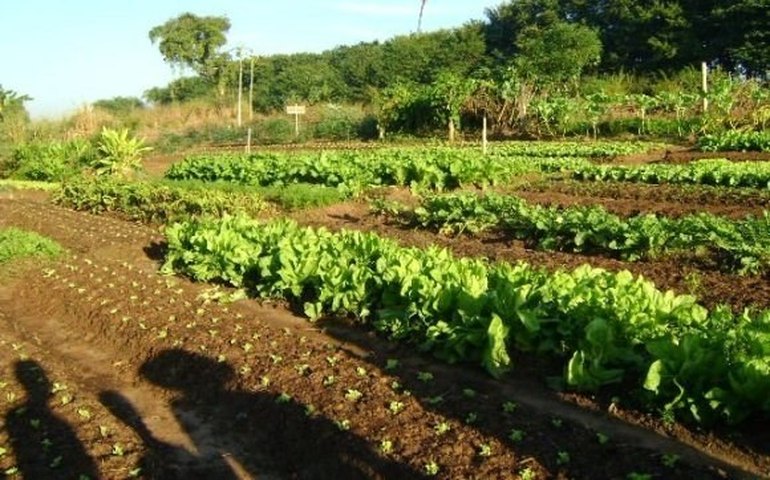 Horticultores do Agreste são certificados como produtores agroecológicos
