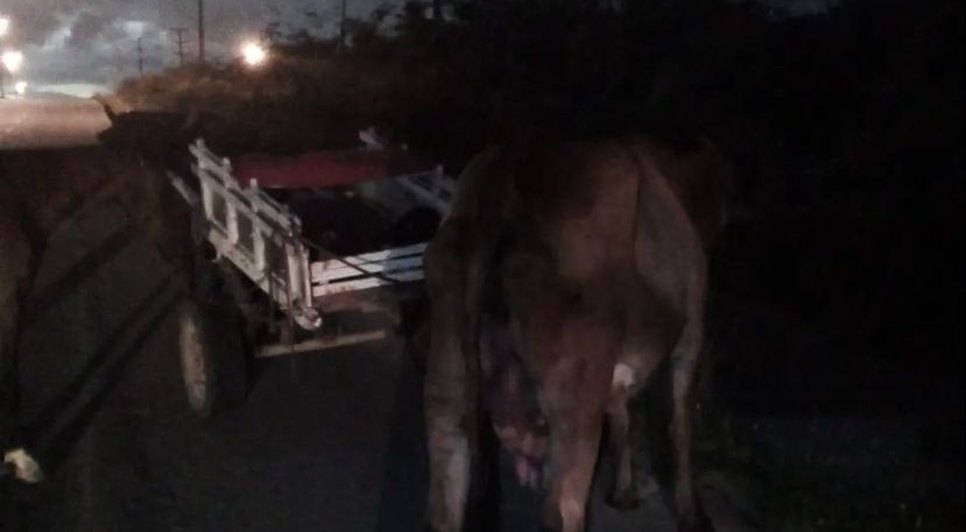 Carroceiros furtam vaca e acabam presos na Grande Aracaju