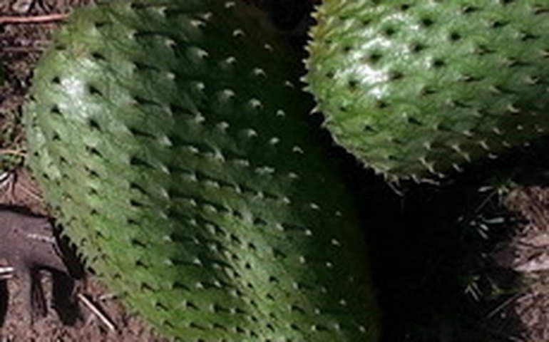 Graviola gigante em Limoeiro de Anadia é destaque em Alagoas