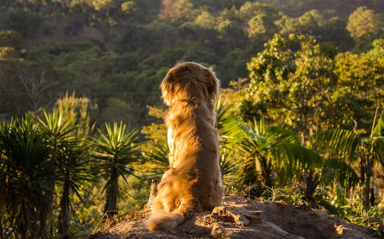 Já é tempo de planejar as férias com o seu pet