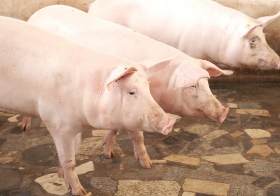 Recorde de imunização na 5ª etapa contra Peste Suína em Alagoas