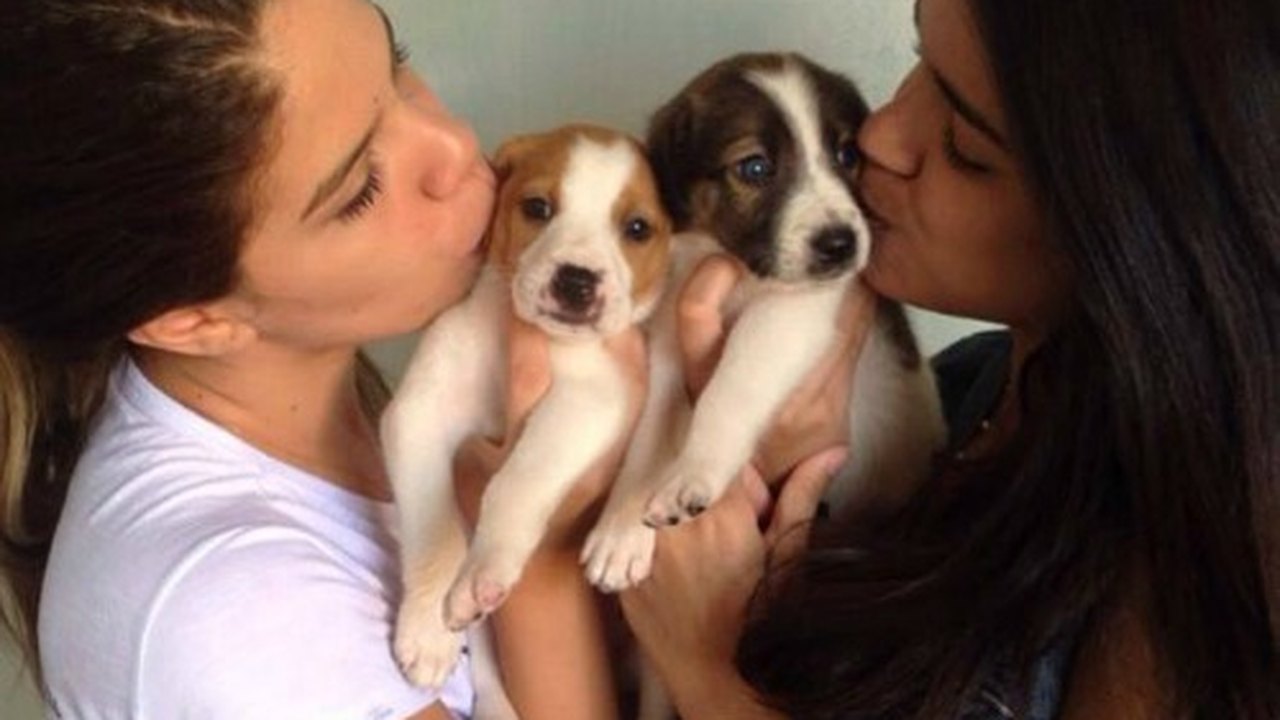 Arapiraca recebe 2ª Feira de Adoção de Animais neste sábado
