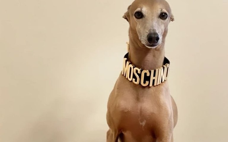 ‘Nepo pets’: animais de famosos acumulam seguidores, fazem publicidade e até herdam fortunas