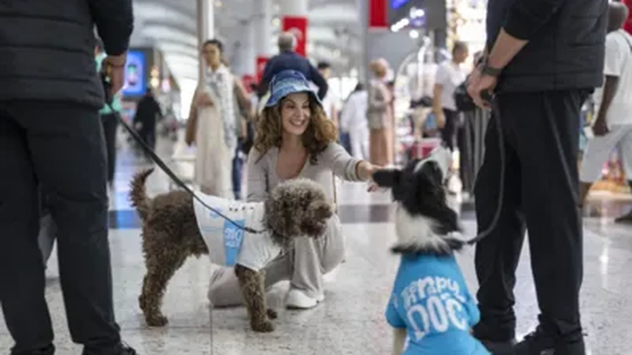Istambul adota cães treinados para reduzir estresse de passageiros em aeroporto internacional