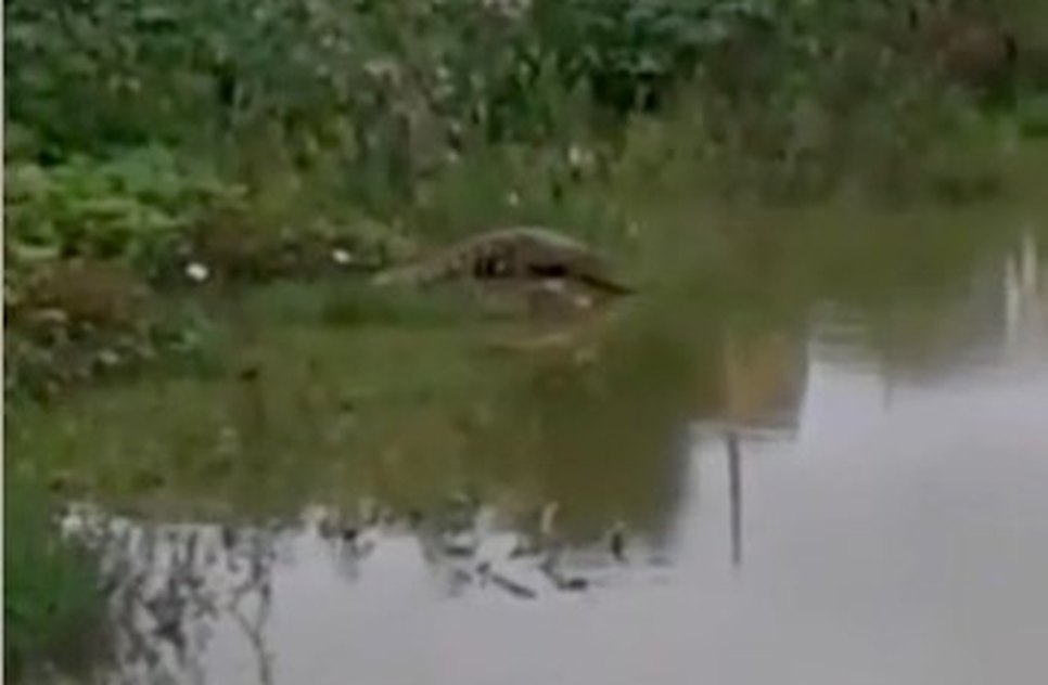 jacare em amparo de são francisco