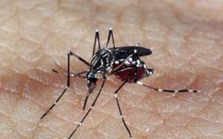 Dengue: técnicos do Ministério da Saúde avaliam situação em Campinas