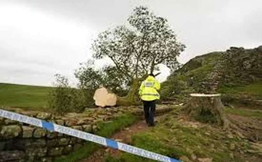 Sycamore Gap: dois homens são acusados ​​de derrubar famosa árvore de mais de 150 anos no Reino Unido