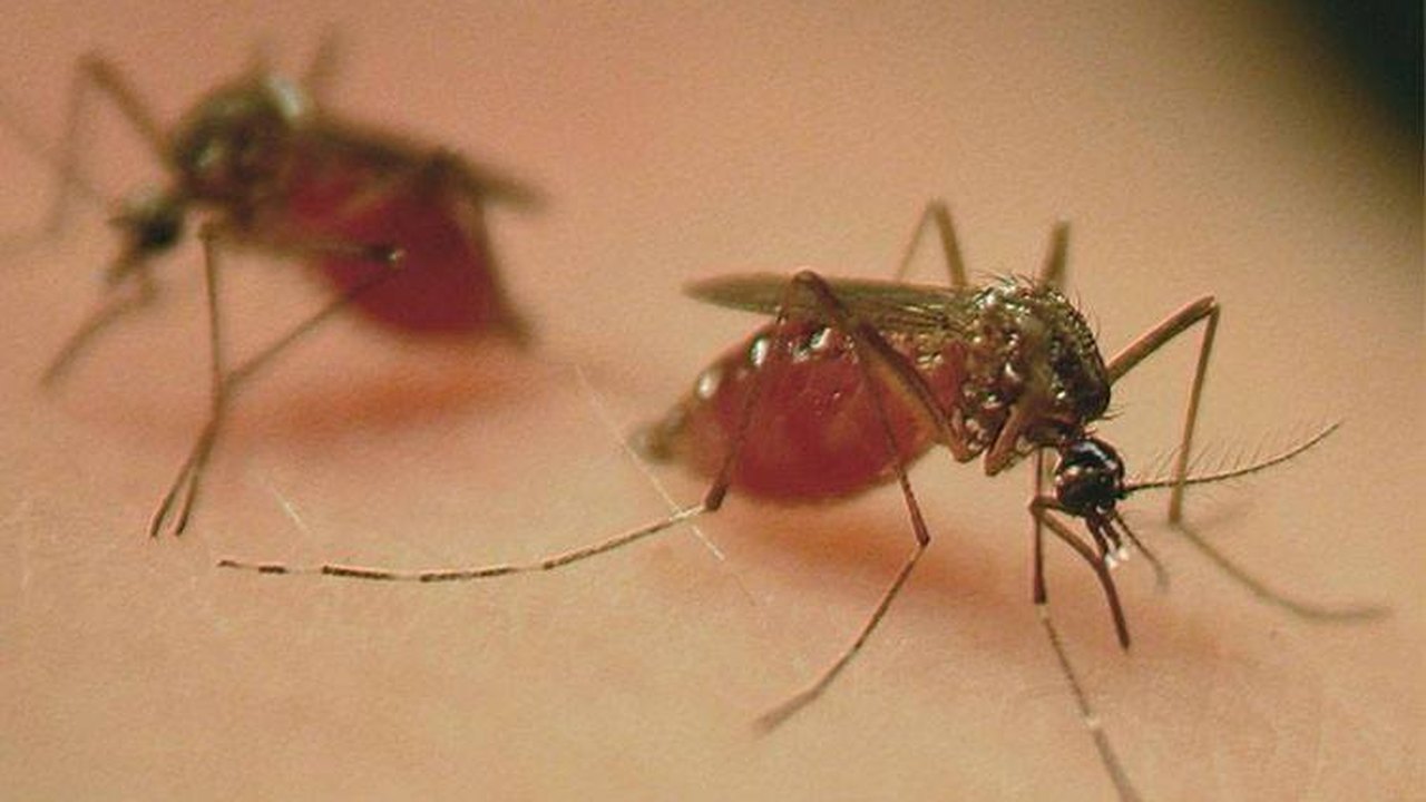Governo dos Estados Unidos alerta turistas sobre risco de dengue no Brasil