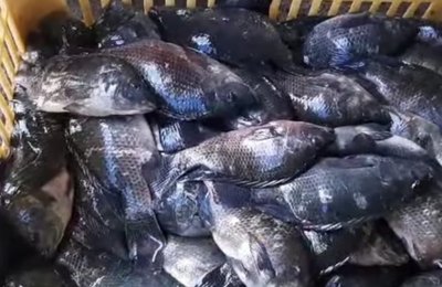 Prefeitura de Palmeira dos Índios organiza grande ação para distribuição de peixes na Semana Santa