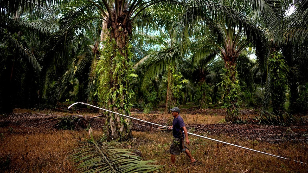 BRICS e parceria com o Brasil impulsionam a modernização agrícola na Indonésia, avalia analista