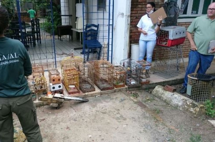 População usa aplicativo do IMA para denunciar animais silvestres em cativeiro