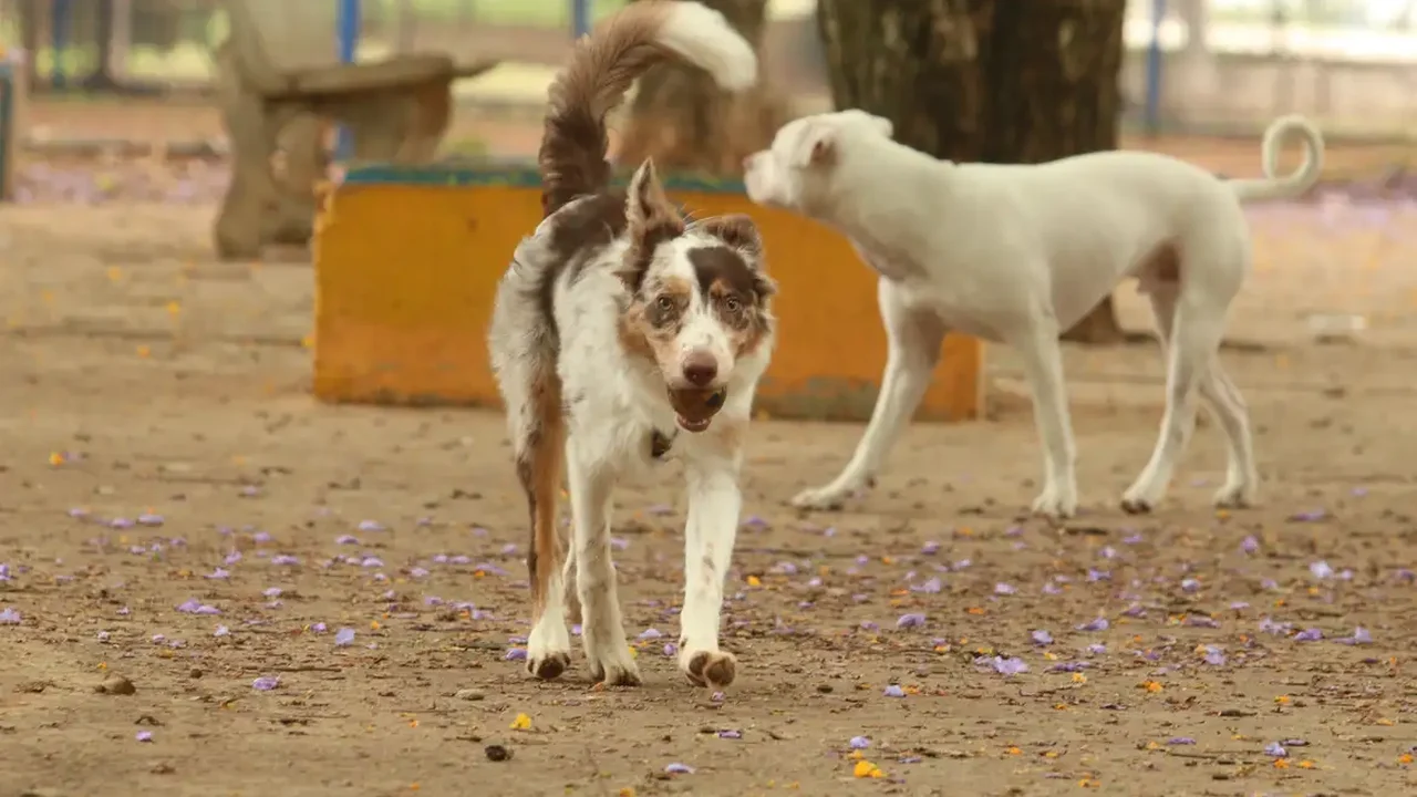 Novo estudo mostra raças de cães com maior risco de câncer canino agressivo; veja quais são