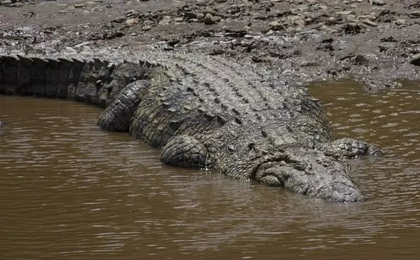 Na Austrália, morre o maior crocodilo em cativeiro do mundo