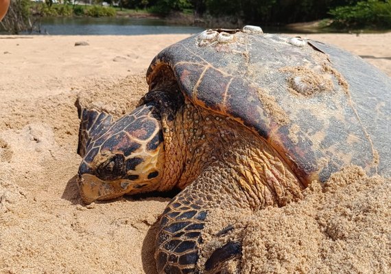 Tartaruga marinha faz desova na ﻿Praia de Jacarecica