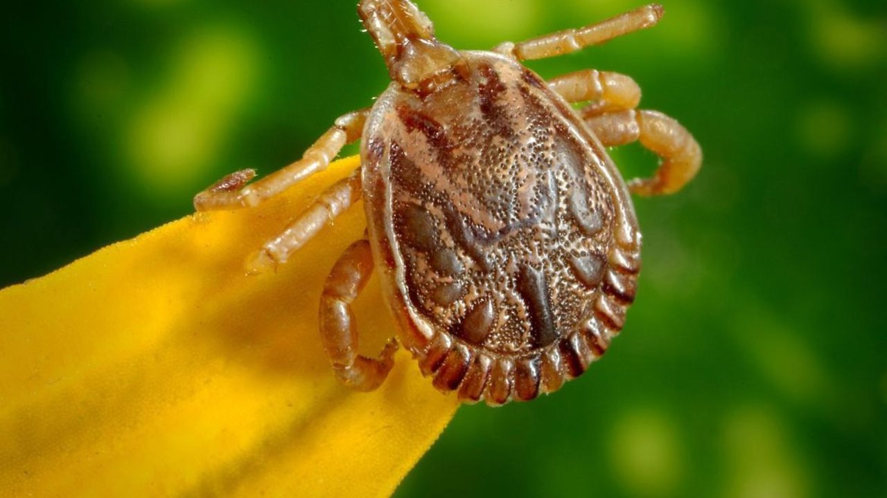 Stock Car anuncia casos de febre maculosa após etapa e alerta para possíveis contágios
