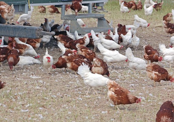 Gripe aviária: Mato Grosso registra vírus em aves domésticas