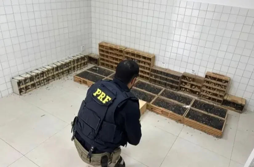 PRF intercepta carga com mais de 1 mil animais comprados em AL para revenda em PE