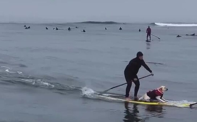 ‍ Atletas de quatro patas: cães surfistas impressionam espectadores nos EUA