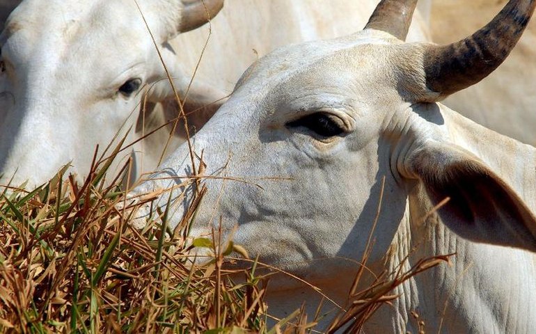 Bois exportados vivos: ONGs denunciam precariedade e riscos ambientais