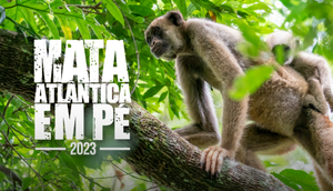 Operação Mata Atlântica em Pé acontece em Sergipe e identifica áreas de desmatamento ambiental / Foto: Foto: MPSE/ Divulgação