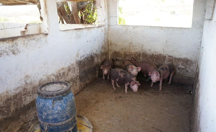 Operação realizada pela equipe de Produtos de Origem Animal também emitiu dois autos de infração