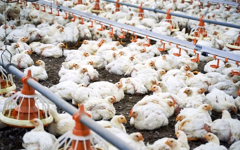 Gripe aviária: novo caso em humanos nos EUA é diferente e levanta preocupações