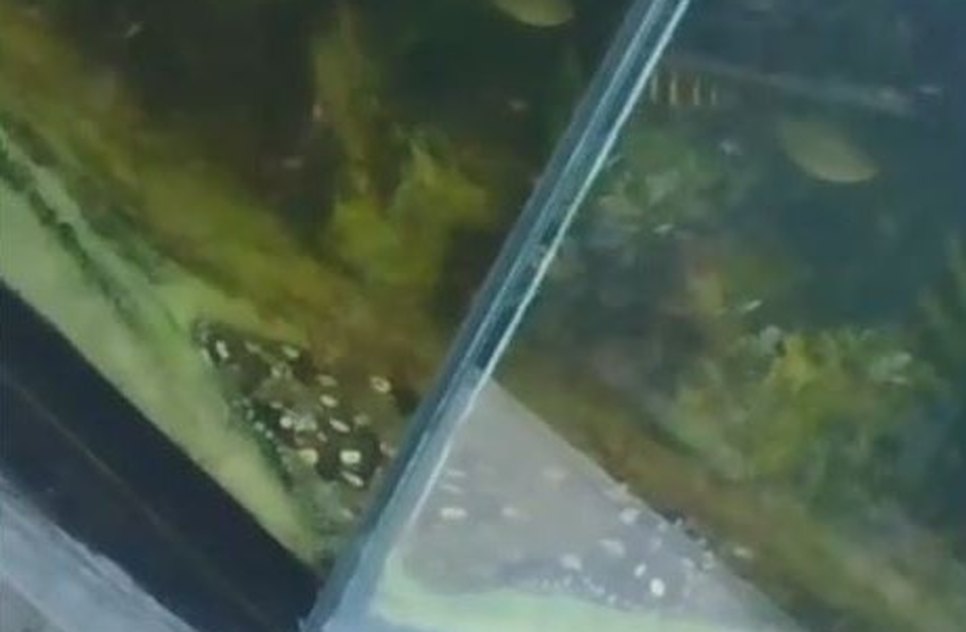 PEIXES / Foto: Foto: SSP