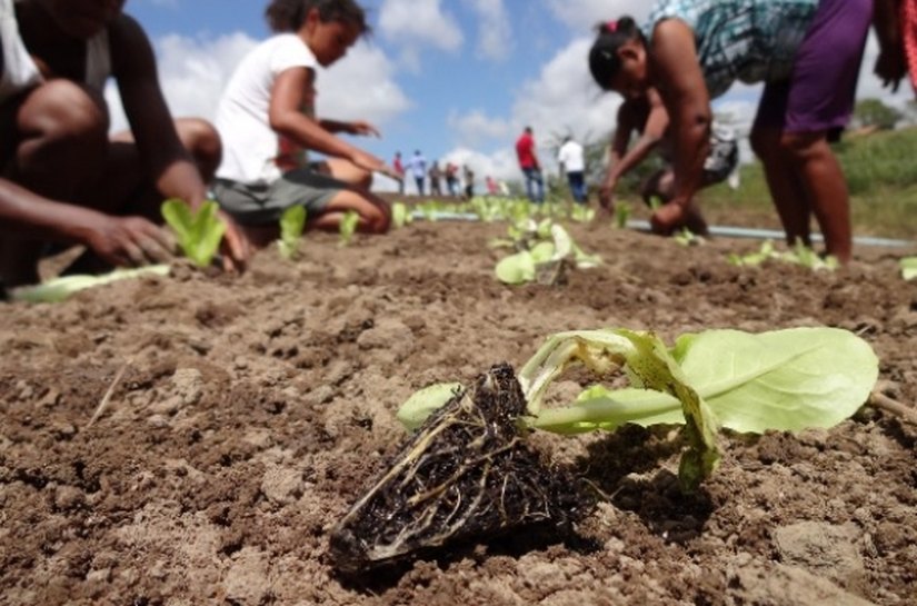 Quilombolas implantam horta comunitária orgânica em Palmeira
