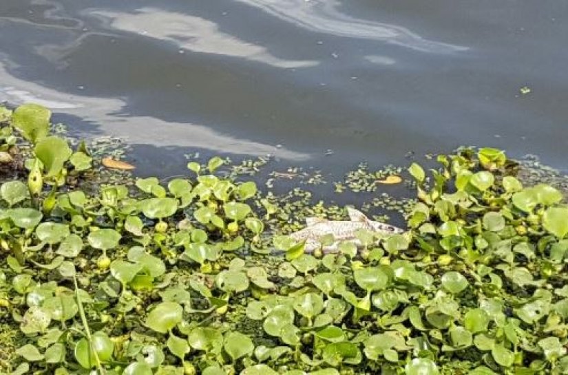 IMA identifica responsável por morte de peixes no rio Camaragibe