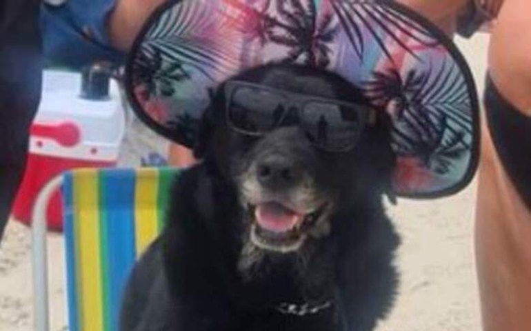 Cachorra sentada em cadeira de praia, com chapéu e óculos, é o 1º meme de 2022