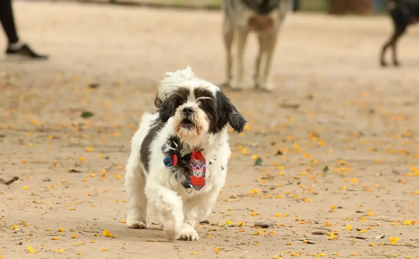 Cenários, bolos e datas inspiram ensaios de fotos de animais