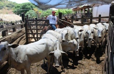 Segunda etapa da campanha de vacinação contra a febre aftosa tem cobertura de 95% 