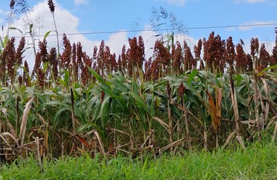 Pindorama revoluciona agronegócio alagoano através do incentivo ao cultivo de sorgo