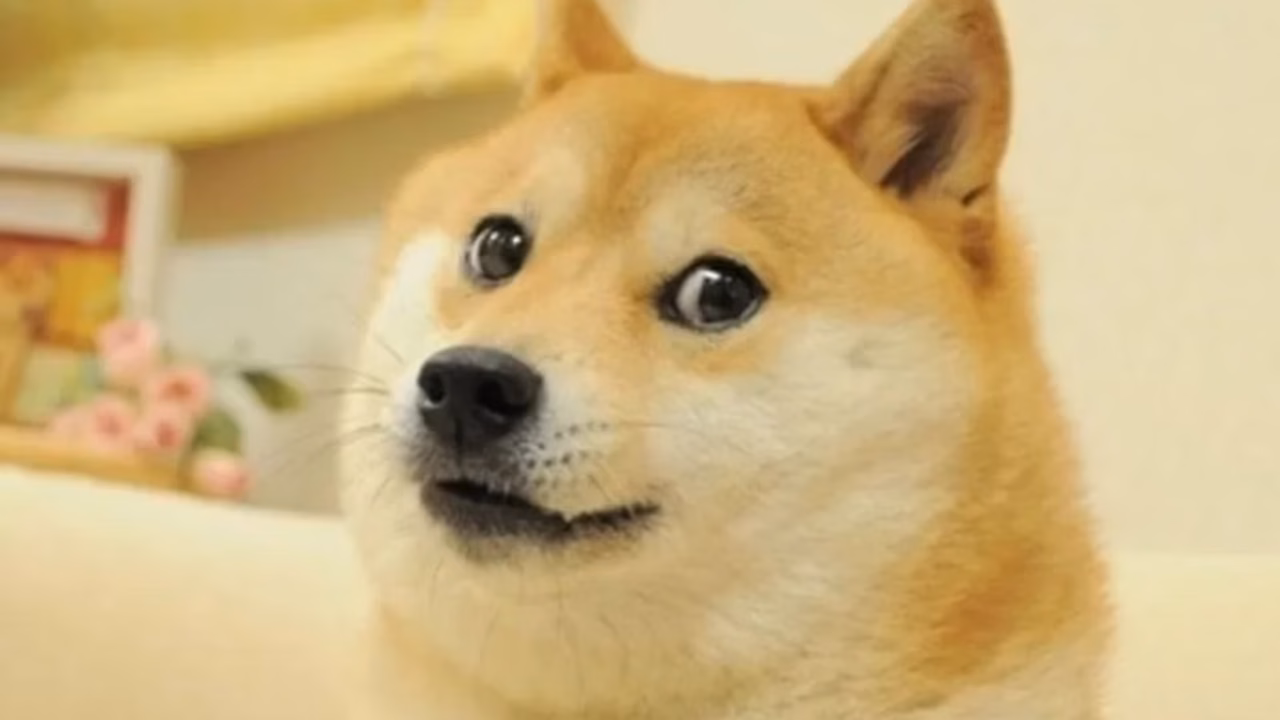 Morre Kabosu, cadela celebridade que inspirou memes e criptomoeda